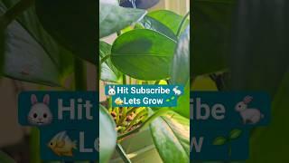 #hobbies #pets #plants #fish