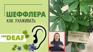 Шеффлера - комнатное растение для дома { СУРДОПЕРЕВОД } Кто она на самом деле?