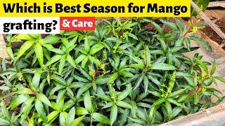 Which is Best season for mango grafting March?