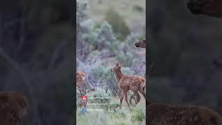 DELIGHTFUL Elk Calves With LOTS of SPOTS!! 