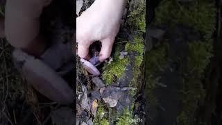 Рядовка Фиолетовая.Снег и легкий мороз этому грибу нипочём.