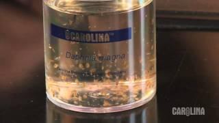 How to Care for Daphnia