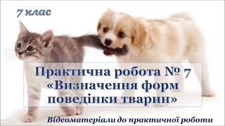 7 клас. Біологія. Відео до практичної роботи № 7 "Визначення форм поведінки тварин"