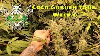 Coco Garden Tour Week 6 | Weekly Garden Tour | Learn How to Grow Cannabis Marijuana