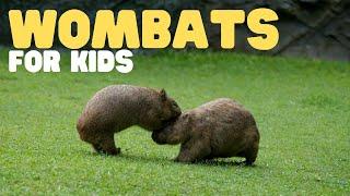 Wombats for Kids | Learn all about these cute marsupials