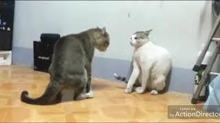 Gato negro vs gato blanco