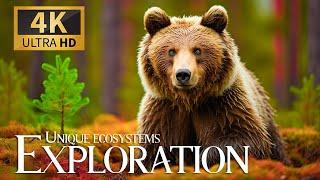 Unique Ecosystems Exploration 4K  Discovery Wildlifee with Relaxing Piano Rhythms  Comforting