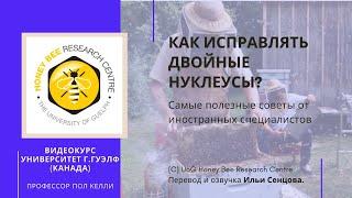 Как исправлять двойные нуклеусы? (Канада) - Матка не облетелась, что делать?