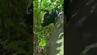 : #shorts #ateş #boğa #köyhayatı #keşfet #fyp #heidi #cow #nature #shortvideo