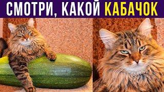 Приколы. Смотри, какой КАБАЧОК! | Мемозг #381