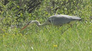 Lizard escapes from the beak of a gray heron / Eidechse entkommt aus dem Schnabel eines Graureihers