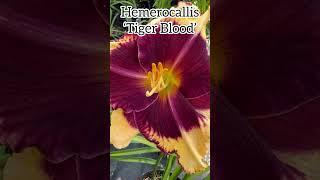 Hemerocallis ‘Tiger Blood’ #hemerocallis #daylillies #daylilies #daylily #perennial #flower #plants