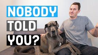 Things NOBODY tells you about owning a Great Dane | Great Dane Care