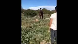 агрессивная лошадь // aggressive horse