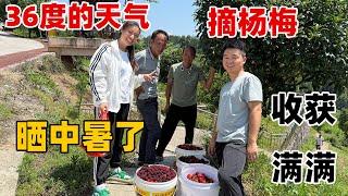 小安说她们村的杨梅成熟了，人生第一次见到满山遍野的杨梅树都惊呆了，摘的太多差点车都装不下了