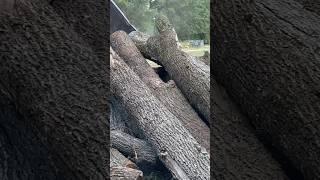 Hickory logs in the wood yard  #hickory #firewood #logs