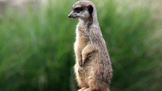 Get to know MEERCATS better with these interesting facts