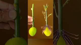 #Shorts #Youtubeshorts #Viralshorts #Mita'sgardeningtrick #Mangotreecutting #Viral