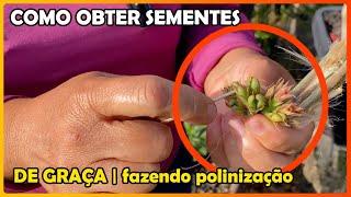 COMO OBTER SEMENTES DE ROSA DO DESERTO GRÁTIS | APRENDA A POLINIZAR