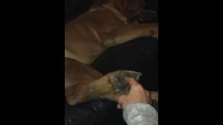 Doguedebordeaux Tickling dogs feet