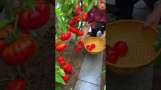 Grow Your Own Veggies & Save Money!