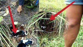 Nyari Jejak Babi Hutan Malah Jumpa Dengan Anak Anjing Hutan Liar