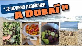 "Je deviens MARAÎCHER BIO à Dubaï !" - Potager en Août