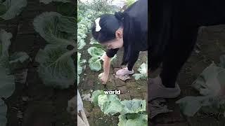 Cabbages in the Cracks  A Green Thumb‘s Surprising Gardening Hack