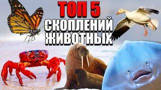 Самые Массовые Скопления Животных. ТОП 5