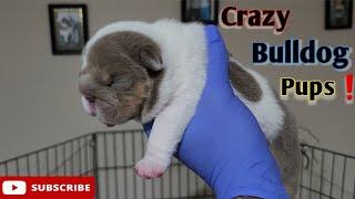 A Look At 2 Week Old Mini English Bulldog Puppies️