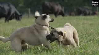 KANGAL the best defender of the territory.