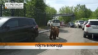 МЕДВЕДЬ РЕШИЛ ОБОЙТИ ПЕТРОПАВЛОВСК И НАПУГАЛ МЕСТНЫХ • НОВОСТИ КАМЧАТКИ