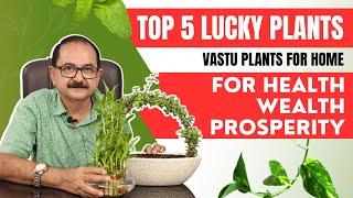 घर में सौभाग्य और खुशहाली लाने के लिए ये 5 पौधे रखें I Top 5 Vastu Plants I  Lucky Plants for home