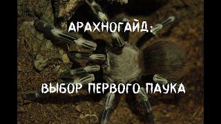 Арахногайд: Выбор первого паука. Топ 10 пауков для новичка.