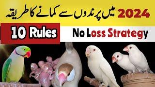 Parindo se profit kamane ki no loss strategy | how to earn money from birds in pakistan 2024