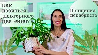 ХИТРОСТЬ КАК ЗАСТАВИТЬ ДЕКАБРИСТ ЦВЕСТИ ПОВТОРНО/КАК ПРИЩИПЫВАТЬ ДЕКАБРИСТ (ШЛЮМБЕРГЕРУ)