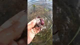 After Rainy Day ! CRAB video in flooded Areas #fields #floodedriver #niceview