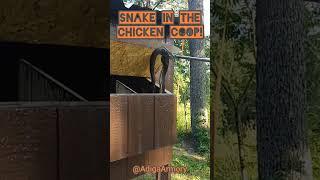 Getting a snake out of our chicken coop with a snake catcher tool. 