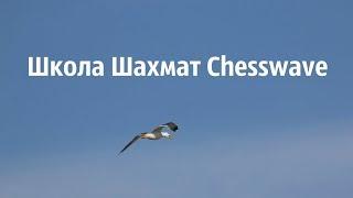 Пробный стрим Школа Шахмат Chesswave