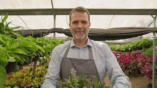 Videli Free Footage - Gardener working in a nursery