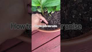 How to grow star anise #garden # shorts #rare herbs