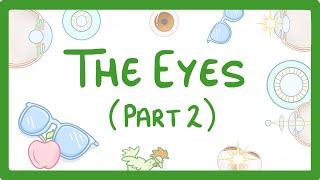 GCSE Biology - How the Eye Works (Part 2) - Accommodation #32