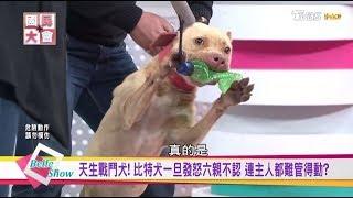 比特犬天生戰鬥犬! 發怒後六親不認主人都咬! 攻擊如何自保!? 國民大會 20190308