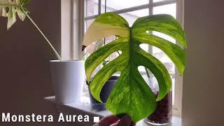 Houseplant Tour - Monstera Edition!!! Check out the plants at my crib!!