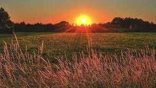 SONIDO DEL AMANECER EN EL CAMPO - CANTO DE LAS AVES - SONIDOS DE LA NATURALEZA - RELAX- HD (1 HORA)