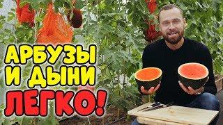 ДЫНИ И АРБУЗЫ - ЛЕГКО! СУПЕР СОРТА И СПОСОБ ВЫРАЩИВАНИЯ