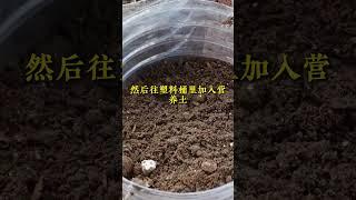 用塑膠桶種烏塌菜 #種植小技巧 #烏塌菜 #小菜園 #農業種植