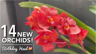 14 NEW ORCHIDS | Orchid Unboxing | Birthday Haul | Orchids with Flowers from Golden Bloom Orchids