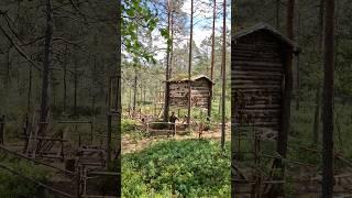 I made a few new additions to the treehouse #bushcraft #survival #diy