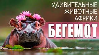 Бегемот. Удивительные животные Африки.